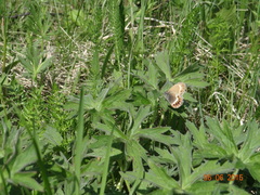 Coenonympha hero