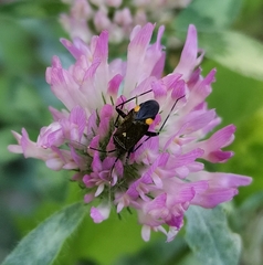 Closterotomus cinctipes