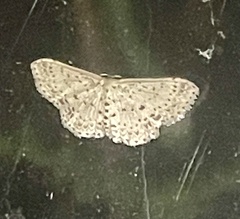 Idaea punctatissima