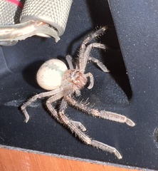 Neosparassus calligaster