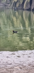 Gallinula chloropus chloropus
