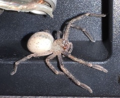 Neosparassus calligaster