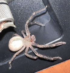 Neosparassus calligaster