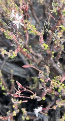 Pelargonium alternans