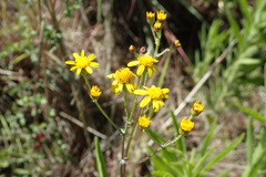 Senecio laevigatus