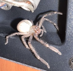 Neosparassus calligaster