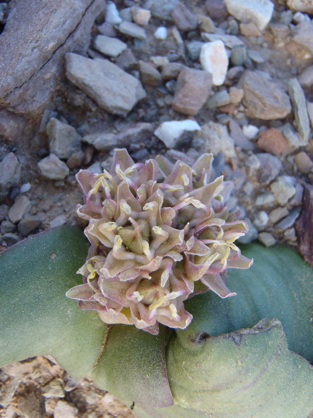 Massonia obermeyerae, Pierre Ferreira Hiking Trail, Willowmore, 6445, South Africa