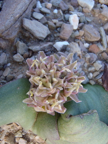 Image of Massonia obermeyerae by (c) Nicola van Berkel, some rights reserved (CC BY-SA)