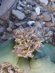 Massonia obermeyerae