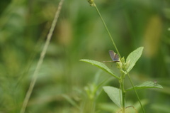 Hemiargus hanno
