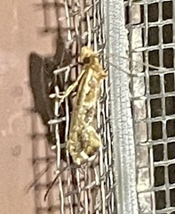 Moerarchis inconcisella