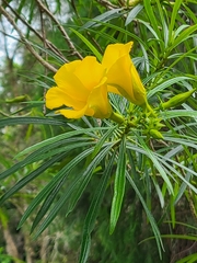 Cascabela thevetia