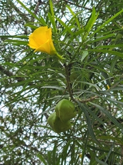 Cascabela thevetia