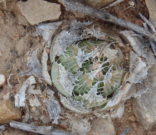Haworthia decipiens
