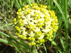 Asclepias vicaria