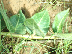 Asclepias vicaria