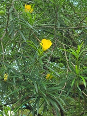 Cascabela thevetia