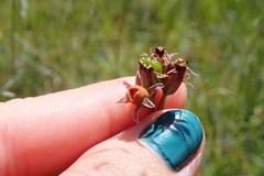 Tulbaghia acutiloba