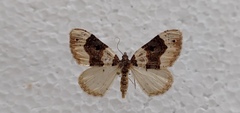 Cosmorhoe ocellata