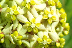 Asclepias vicaria