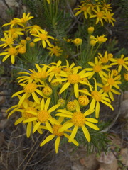 Euryops rehmannii