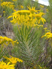 Euryops rehmannii