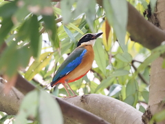 Pitta moluccensis
