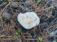 Infundibulicybe gigas