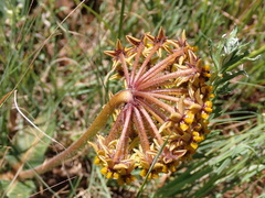 Asclepias vicaria