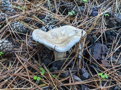 Infundibulicybe gigas