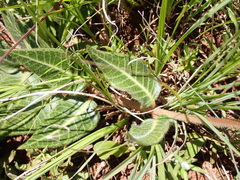 Asclepias vicaria