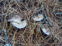 Infundibulicybe gigas
