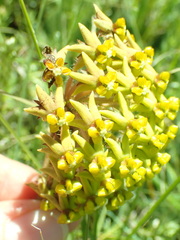 Asclepias vicaria