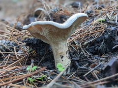 Infundibulicybe gigas