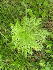 Glebionis coronaria
