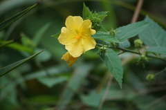 Pavonia sepium
