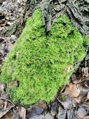 Kindbergia praelonga