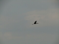 Anastomus lamelligerus