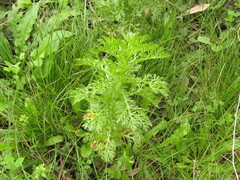 Glebionis coronaria