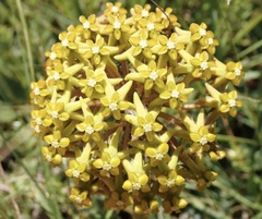Asclepias vicaria