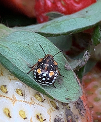 Chinavia marginata