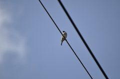 Passer montanus saturatus