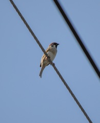 Passer montanus saturatus