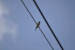 Passer montanus saturatus