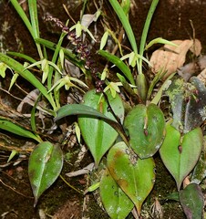 Pleurothallis matudana