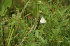 Eurema elathea