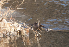 Gallinago solitaria
