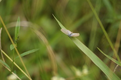 Hemiargus hanno