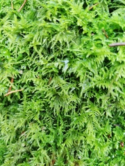 Kindbergia praelonga
