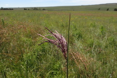Andropogon appendiculatus
